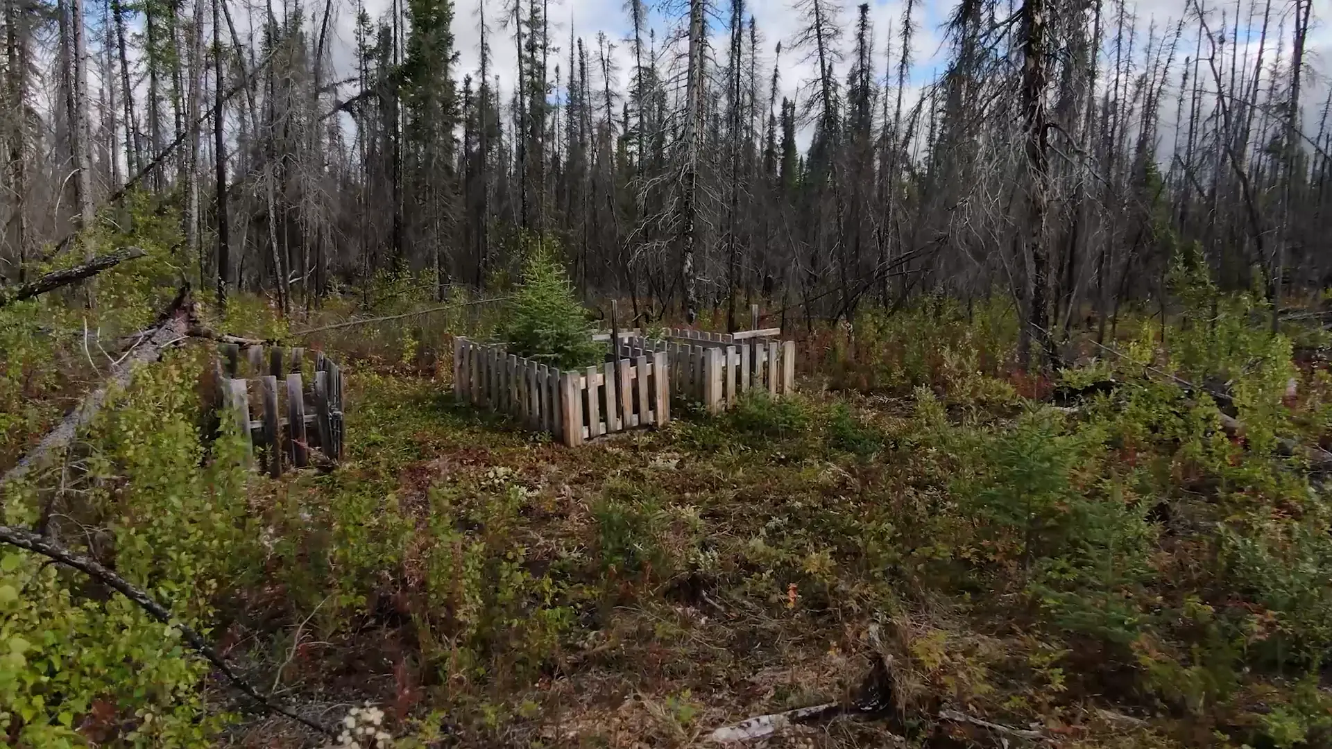 Three sunbleached, weathered wooden fences known as cribs mark the location of three graves. They are located in clearing of dense brush, surrounded by tall, bare coniferous trees.