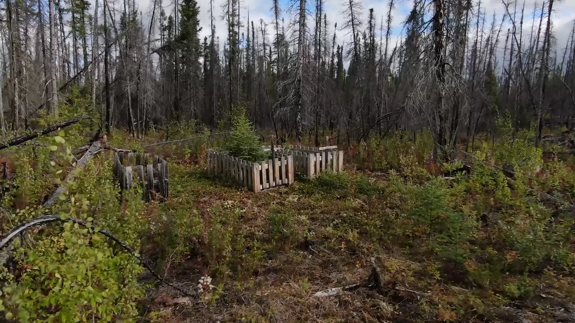 Three sunbleached, weathered fences known as cribs mark the location of three graves. They are located in clearing of dense brush, surrounded by tall, bare coniferous trees.