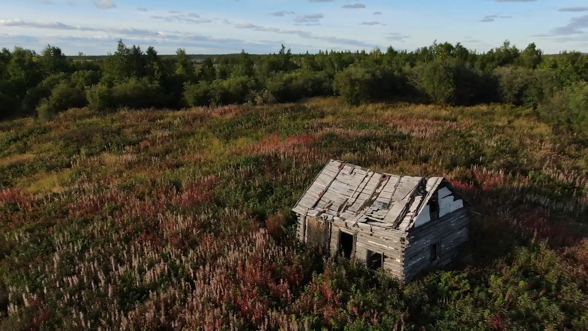 Vue aérienne d'une vieille cabane en bois délabrée dans une clairière de fleurs de lupin et de hautes broussailles, sous un ciel bleu nuageux juste avant le coucher du soleil. La cabane semble prête à s'écrouler à tout moment.