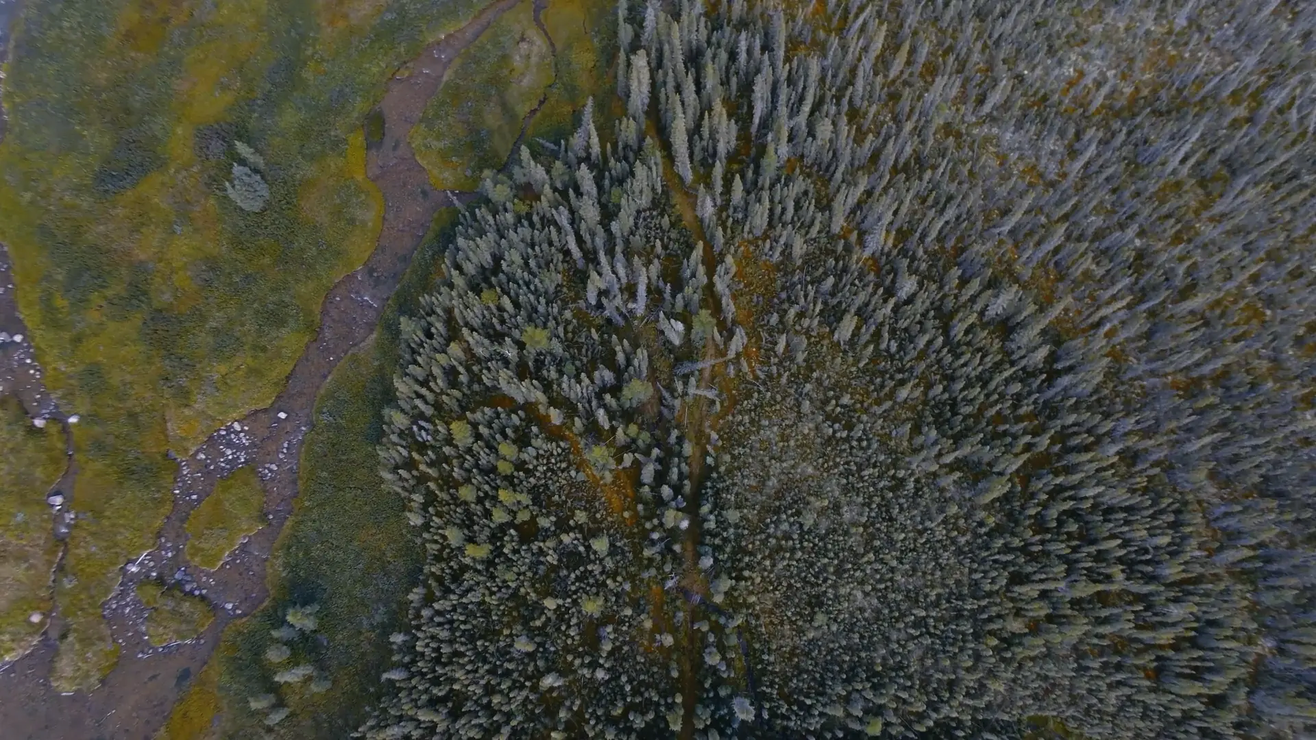 Vue aérienne du paysage forestier et fluvial de Nàı̨lı̨ı̨hoteè. Un sentier usé est visible, menant de la rive herbeuse du lac La Martre à travers une forêt dense de conifères.